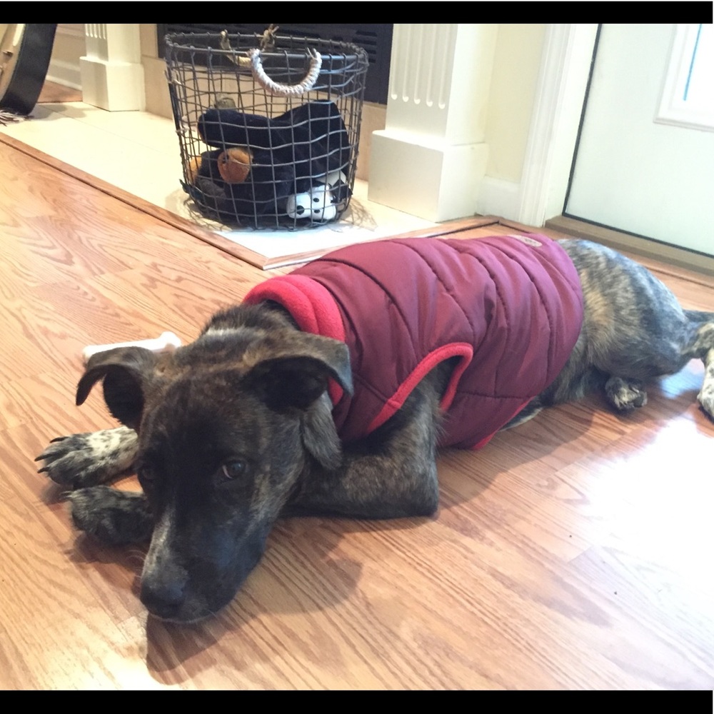 Eddie Bauer pet vest